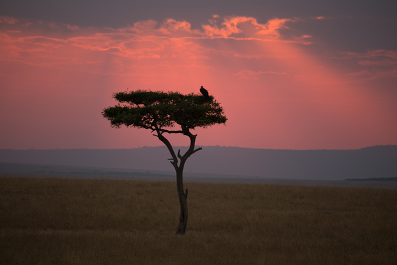 Acacia Tree and Vulture