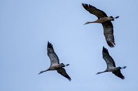 Sandhill Cranes Alaska