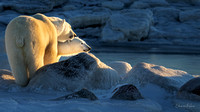 Arctic Delights at Seal River - 2022