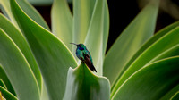 Costa Rica - Hummingbirds