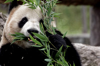 China - Pandas