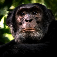 Uganda - Chimpanzees
