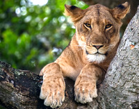 Lions - Uganda