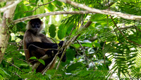 Costa Rica - Mammals