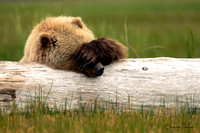 Brown Bears - Alaska