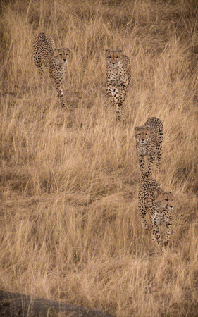 Cheetah Mom and Teenagers