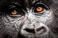 Rwanda - Mountain Gorillas