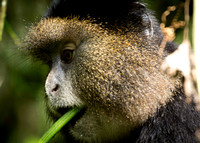 Rwanda - Golden Monkeys