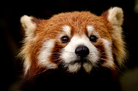 China - Red Pandas