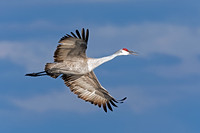 Sandhill Cranes - Platte River