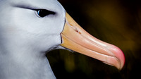 Southern Ocean - Albatross