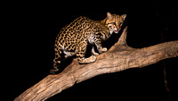 Pantanal - Ocelot