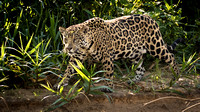 Pantanal - Jaguars