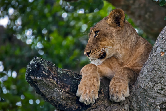 Tree-Climbing Lions